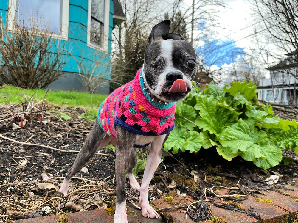 POWPOW Dog Sweater Knitting Pattern - Image 4